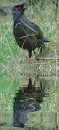 blood pheasant