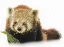 red panda