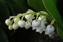 lily of the valley