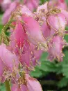 dicentra