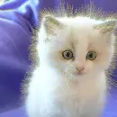 white kitten