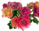 lots of roses
