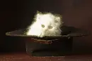 Persian kitten