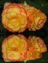 2 begonia