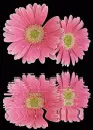 2 gerbera