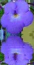 achimenes