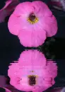achimenes