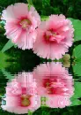 althaea