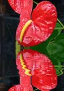 anthurium