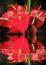 anthuriums
