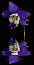 aquilegia