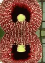 aristolochia