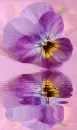 pansy