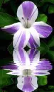 barleria
