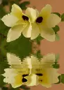 bauhinia