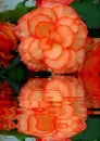 begonia