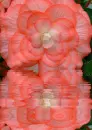 begonia