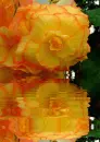 begonia