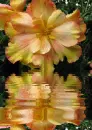 begonia