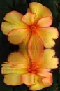 begonia