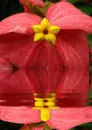 bougainvillea