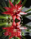 bromelia