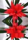 bromelia