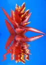 bromelia