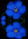 blue flower