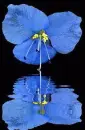 blue flower