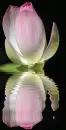 water lily
