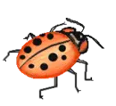 ladybird