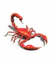 scorpion