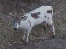 albino deer