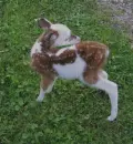 albino deer