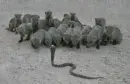 mongoose and cobra