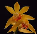 2 orchidea