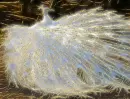 albino peacock- fractal picture