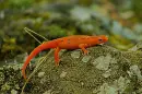 salamandra