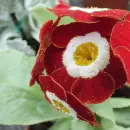 red primulas
