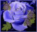 purple rosa