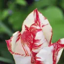 two-color tulips
