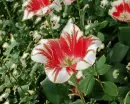 two-color tulips