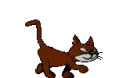 brown cat