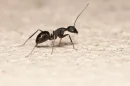 ant