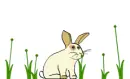 bunny rabbit