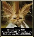 Stressed, not me!