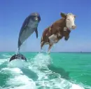 Flying cow!