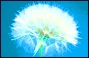 dandy puff