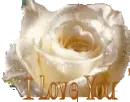 Rose w/ I love you